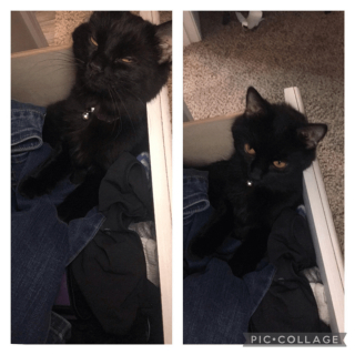 Illustration de l'article : 13 photos d'animaux dont les comportements nous laissent dubitatifs