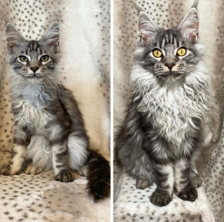 Illustration de l'article : 13 photos avant / après d'animaux montrant que l'adoption est pour eux une renaissance