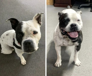 Illustration de l'article : 13 photos avant / après d'animaux montrant que l'adoption est pour eux une renaissance