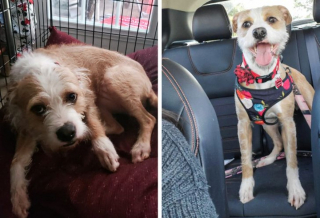 Illustration de l'article : 13 photos avant / après d'animaux montrant que l'adoption est pour eux une renaissance