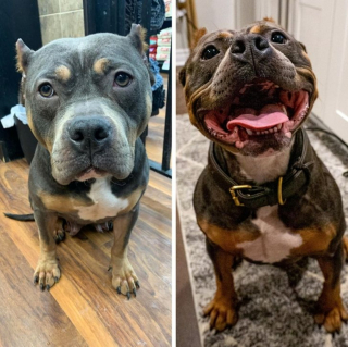 Illustration de l'article : 13 photos avant / après d'animaux montrant que l'adoption est pour eux une renaissance