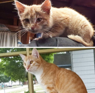 Illustration de l'article : 13 photos avant / après d'animaux montrant que l'adoption est pour eux une renaissance