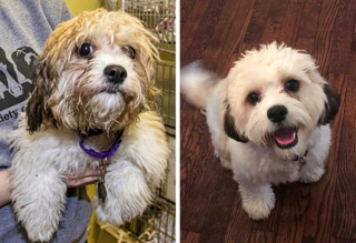 Illustration de l'article : 13 photos avant / après d'animaux montrant que l'adoption est pour eux une renaissance