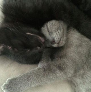 Illustration de l'article : Ce chat collectionne les peluches grenouilles pour son plus grand bonheur (vidéo) 