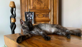 Illustration de l'article : Un chat condamné fait preuve d'un grand courage face à la maladie