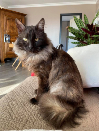 Illustration de l'article : Un chat condamné fait preuve d'un grand courage face à la maladie