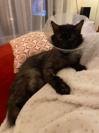 Illustration de l'article : Un chat condamné fait preuve d'un grand courage face à la maladie