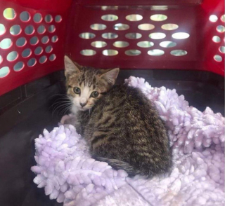 Illustration de l'article : Une chatonne errante se lie d'amiti&eacute; avec le chat d'une famille et laisse la rue derri&egrave;re elle (vid&eacute;o)