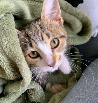 Illustration de l'article : Une chatonne errante se lie d'amiti&eacute; avec le chat d'une famille et laisse la rue derri&egrave;re elle (vid&eacute;o)