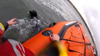 Illustration de l'article : Un Labrador s’éloigne de la côte et se fait secourir alors qu’il est au bord de la noyade