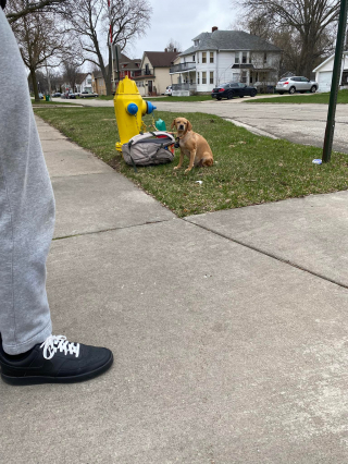 Illustration de l'article : Une chienne abandonnée se retrouve attachée à une bouche d’incendie avec son sac