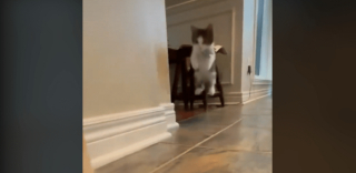 Illustration de l'article : Un talentueux chaton imite son meilleur ami le lapin (vidéo)