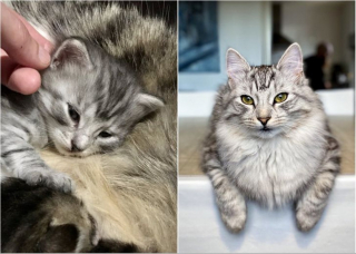 Illustration de l'article : 14 photos d'animaux qui, en grandissant, sont passés d'adorables petites créatures en majestueuses boules de poils