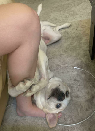 Illustration de l'article : 20 photos prouvant qu'on n'est jamais au bout de ses surprises quand on vit avec un chien