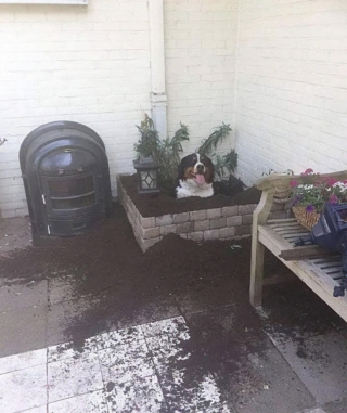 Illustration de l'article : 20 photos prouvant qu'on n'est jamais au bout de ses surprises quand on vit avec un chien