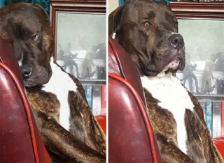 Illustration de l'article : 20 photos prouvant qu'on n'est jamais au bout de ses surprises quand on vit avec un chien