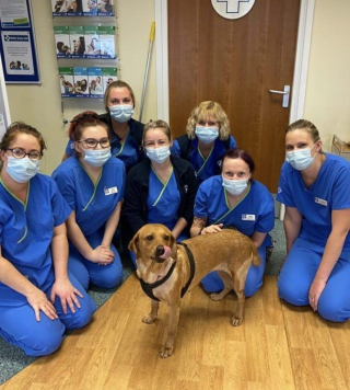 Illustration de l'article : Apr&egrave;s avoir &eacute;t&eacute; utilis&eacute;e comme app&acirc;t pour des combats de chiens, une Labrador est abandonn&eacute;e sur place avec ses blessures b&eacute;antes