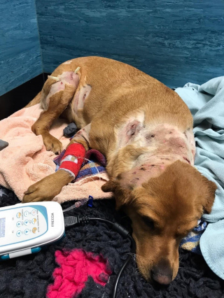 Illustration de l'article : Apr&egrave;s avoir &eacute;t&eacute; utilis&eacute;e comme app&acirc;t pour des combats de chiens, une Labrador est abandonn&eacute;e sur place avec ses blessures b&eacute;antes