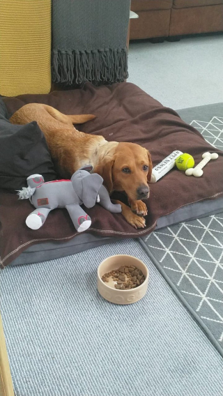 Illustration de l'article : Apr&egrave;s avoir &eacute;t&eacute; utilis&eacute;e comme app&acirc;t pour des combats de chiens, une Labrador est abandonn&eacute;e sur place avec ses blessures b&eacute;antes