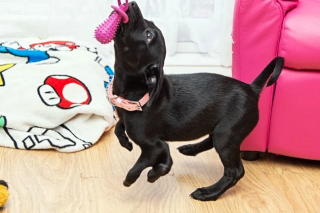 Illustration de l'article : Un adolescent victime de moqueries lutte contre sa maladie grâce à sa chienne à 6 pattes