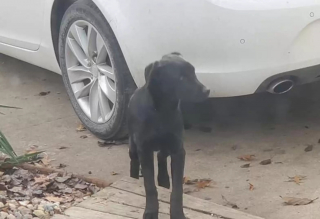 Illustration de l'article : Il découvre un chien terrifié caché sous sa voiture et essaie de lui faire comprendre qu’il n’a plus rien à craindre