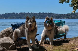 Illustration de l'article : Ce Husky aveugle peut s'adonner à ses activités préférées en toute confiance grâce à son ami Malamute