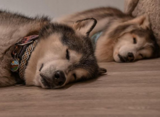 Illustration de l'article : Ce Husky aveugle peut s'adonner à ses activités préférées en toute confiance grâce à son ami Malamute