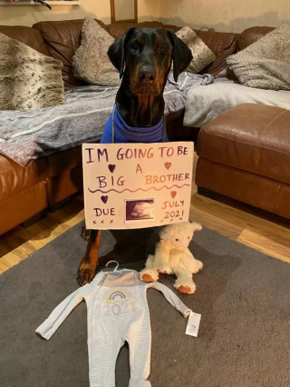 Illustration de l'article : Un chien affectueux apporte du réconfort à un bébé en pleurs (vidéo)