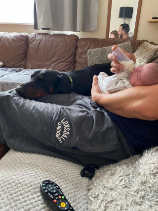 Illustration de l'article : Un chien affectueux apporte du réconfort à un bébé en pleurs (vidéo)