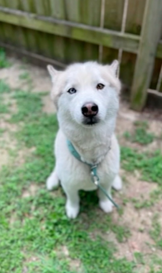 Illustration de l'article : Les automobilistes font la découverte angoissante de 2 chiens sur l'autoroute (vidéo)