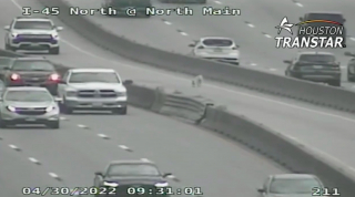 Illustration de l'article : Les automobilistes font la découverte angoissante de 2 chiens sur l'autoroute (vidéo)