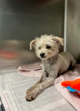 Illustration de l'article : Les automobilistes font la découverte angoissante de 2 chiens sur l'autoroute (vidéo)