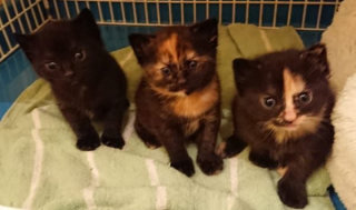 Illustration de l'article : Elle suit une famille de chats et découvre qu’elle vit dans un nid d’oiseau avec ses petits