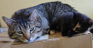 Illustration de l'article : Elle suit une famille de chats et découvre qu’elle vit dans un nid d’oiseau avec ses petits