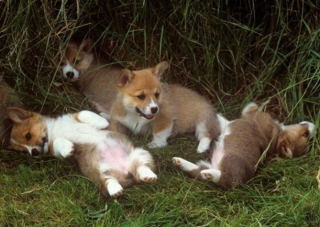 Illustration de l'article : 10 photos de chiots qui battent tous les records de mignonnerie
