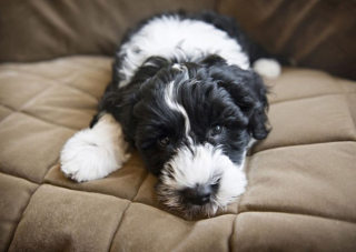 Illustration de l'article : 10 photos de chiots qui battent tous les records de mignonnerie