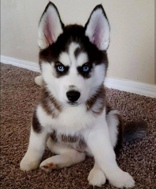 Illustration de l'article : 10 photos de chiots qui battent tous les records de mignonnerie