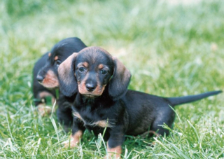 Illustration de l'article : 10 photos de chiots qui battent tous les records de mignonnerie