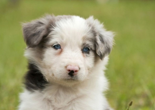 Illustration de l'article : 10 photos de chiots qui battent tous les records de mignonnerie