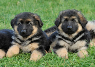 Illustration de l'article : 10 photos de chiots qui battent tous les records de mignonnerie