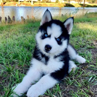 Illustration de l'article : 10 photos de chiots qui battent tous les records de mignonnerie