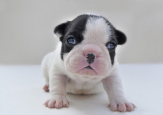 Illustration de l'article : 10 photos de chiots qui battent tous les records de mignonnerie