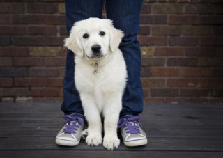 Illustration de l'article : 10 photos de chiots qui battent tous les records de mignonnerie