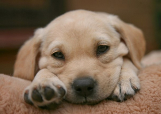 Illustration de l'article : 10 photos de chiots qui battent tous les records de mignonnerie