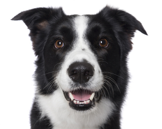 Illustration de l'article : 17 photos de chiens dont les sourires et la bonne humeur sont fortement contagieux