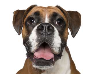 Illustration de l'article : 17 photos de chiens dont les sourires et la bonne humeur sont fortement contagieux