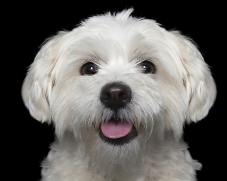 Illustration de l'article : 17 photos de chiens dont les sourires et la bonne humeur sont fortement contagieux