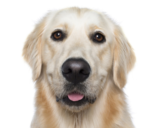 Illustration de l'article : 17 photos de chiens dont les sourires et la bonne humeur sont fortement contagieux