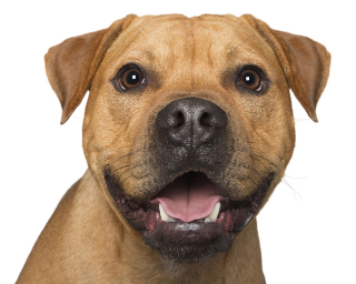 Illustration de l'article : 17 photos de chiens dont les sourires et la bonne humeur sont fortement contagieux