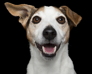 Illustration de l'article : 17 photos de chiens dont les sourires et la bonne humeur sont fortement contagieux